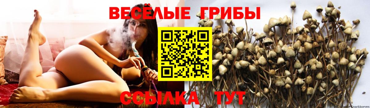 Псилоцибиновые грибы мицелий Ковров